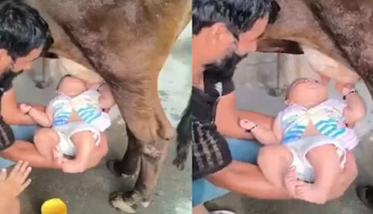 பசுவின் மடி