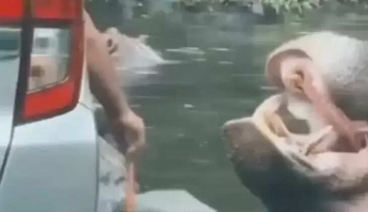 நீர் யானை