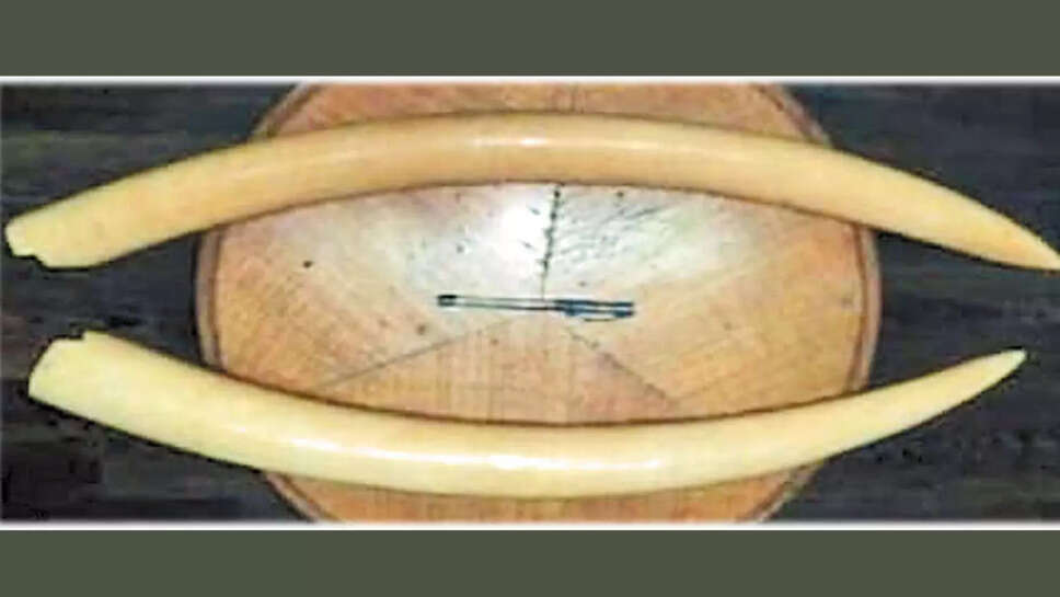 யானை தந்தம்