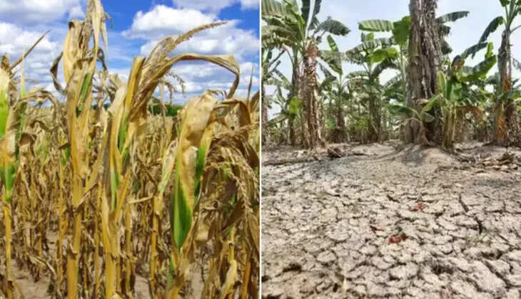 கருகும் பயிர்கள் விவசாயிகள்