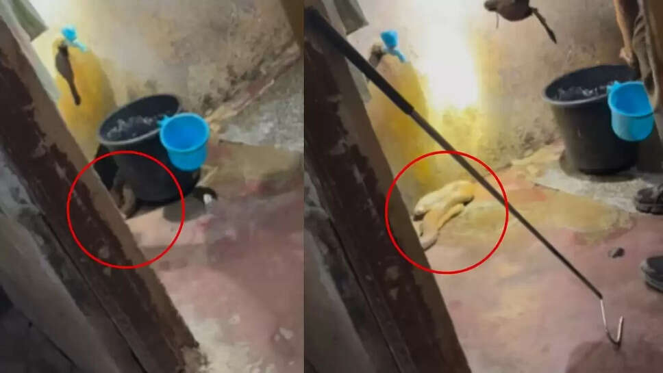  குளியலறையில் &nbsp;6 அடி நீள பாம்பு