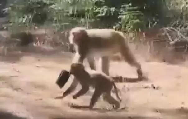 தெற்கு கரோலினா குரங்குகள்