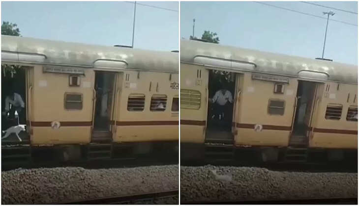 நாயை தூக்கி வீசிய நபர்