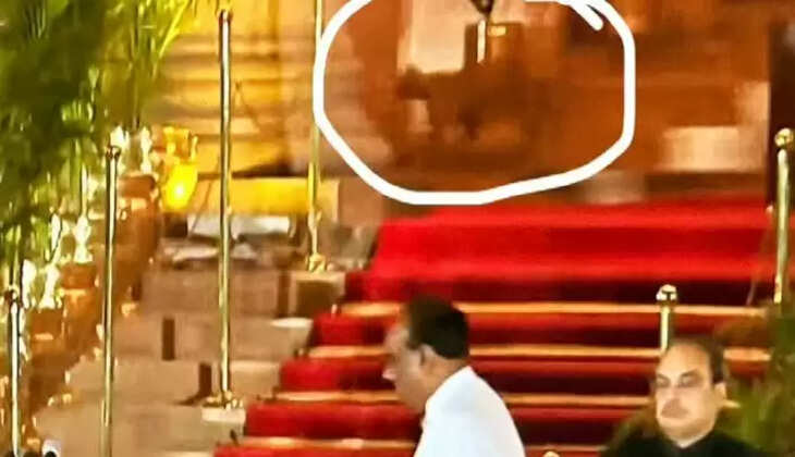 நாடாளுமன்றம் சிறுத்தை