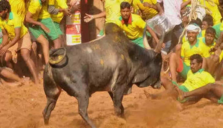 ஜல்லிக்கட்டு