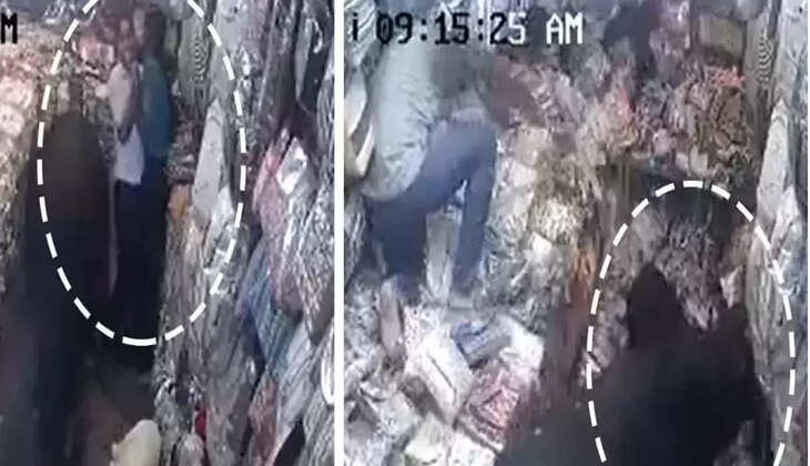 காளைமாடு