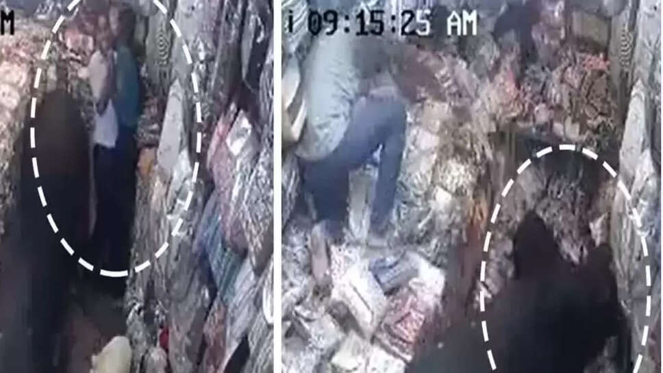 காளைமாடு