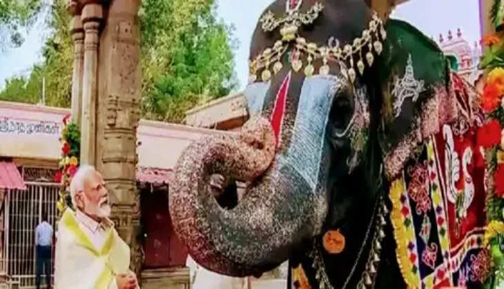 யானை மோடி