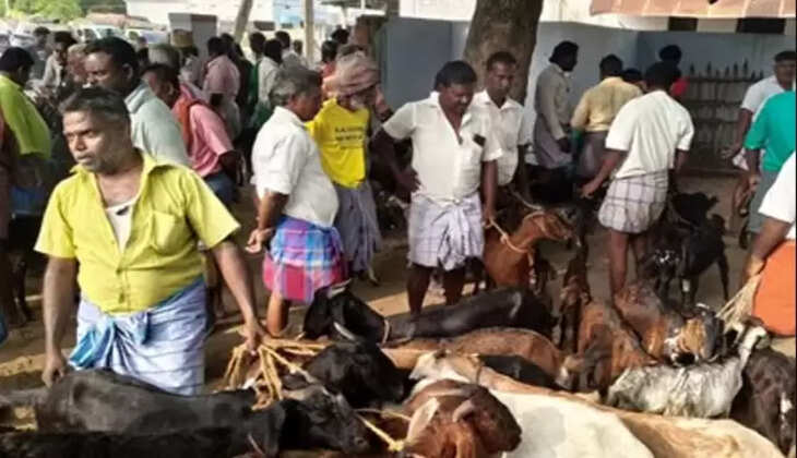 ஆடு ஆட்டு ஆறுமுகநேரி தூத்துக்குடி