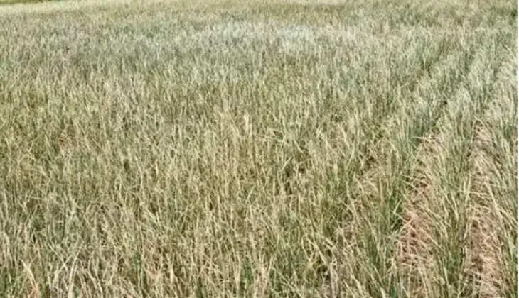 கருகும் பயிர்கள் பயிர்