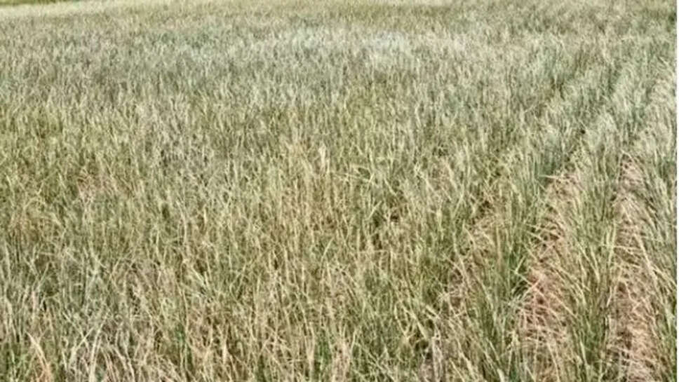 கருகும் பயிர்கள் பயிர்