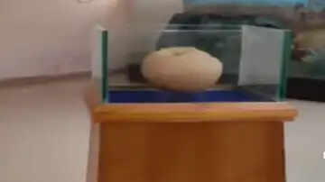 டைனோசர்