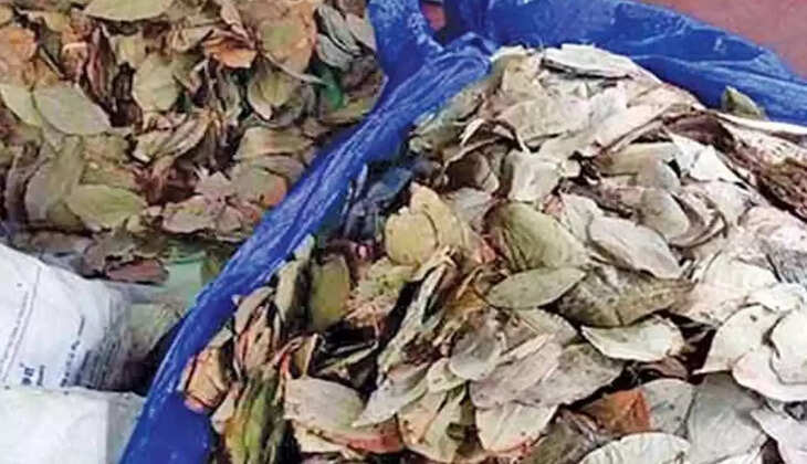 பீடி இலைகள்