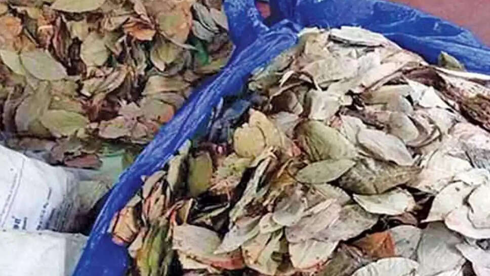 பீடி இலைகள்