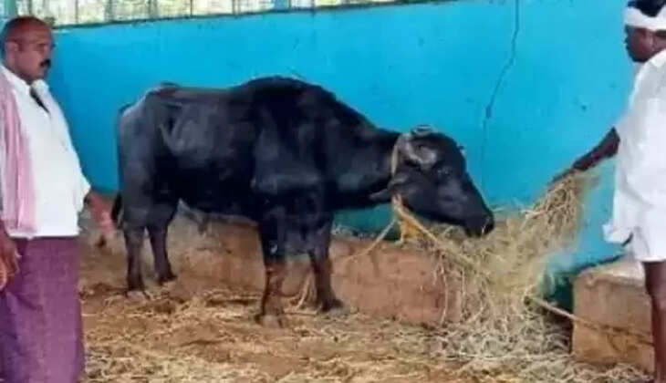 எருமை மாடு