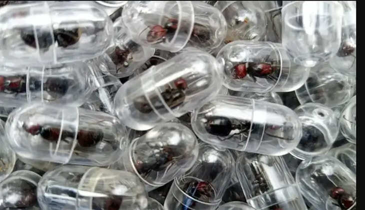 எறும்பு