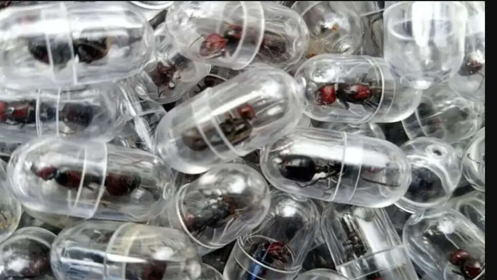 எறும்பு