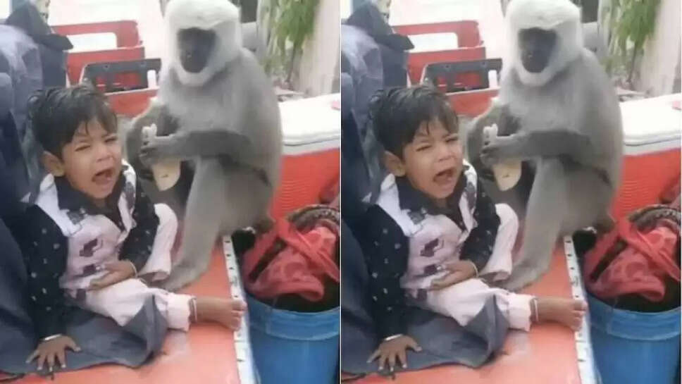 &nbsp;பகீர் வீடியோ... ரொட்டியை பறித்து சாப்பிடும் குரங்கு&hellip; கதறி அழுத குழந்தை... கண்டு கொள்ளாமல் வீடியோ எடுக்கும் தந்தை! &nbsp;