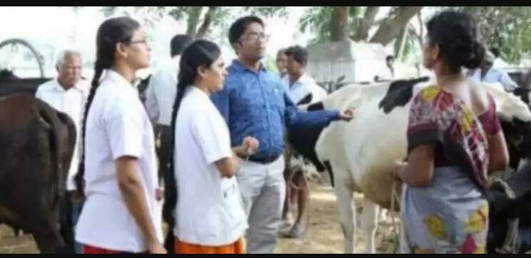 கால்நடை