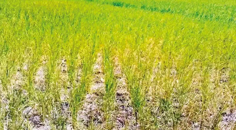 பயிர்கள் விவசாயி புல் அரிசி வயல்