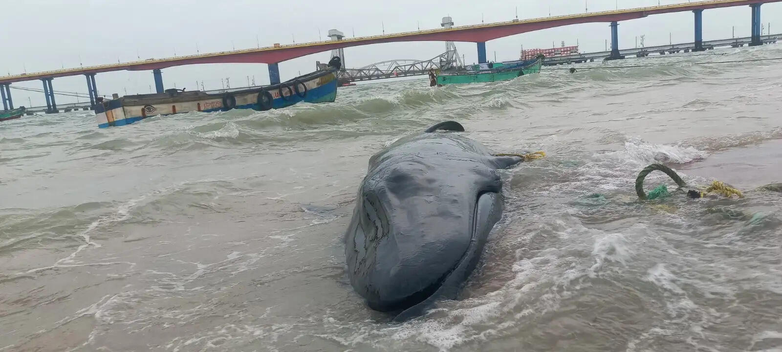 கரை ஒதுங்கிய ராட்சத திமிங்கலம்