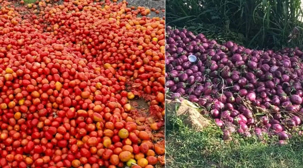 &nbsp;கதறும் விவசாயிகள்... சாலையோரங்களில் தக்காளி, கத்தரியைக் கொட்டிச் செல்லும் அவலம்!