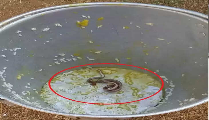 உணவில் பாம்பு