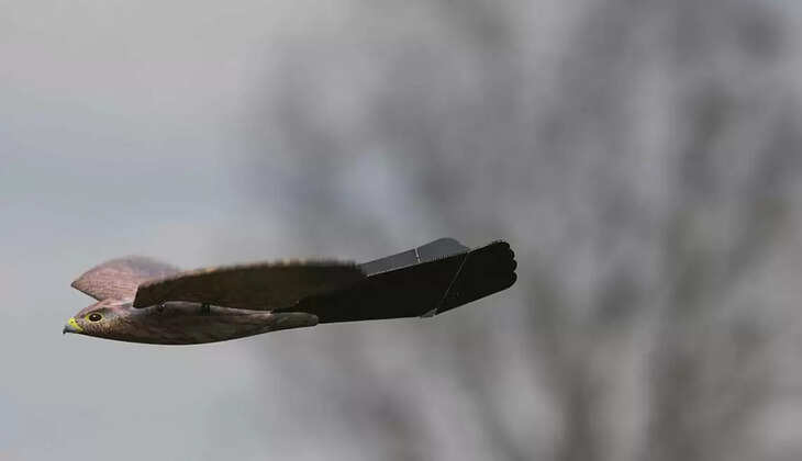 தண்டா் பூம்ஸ்