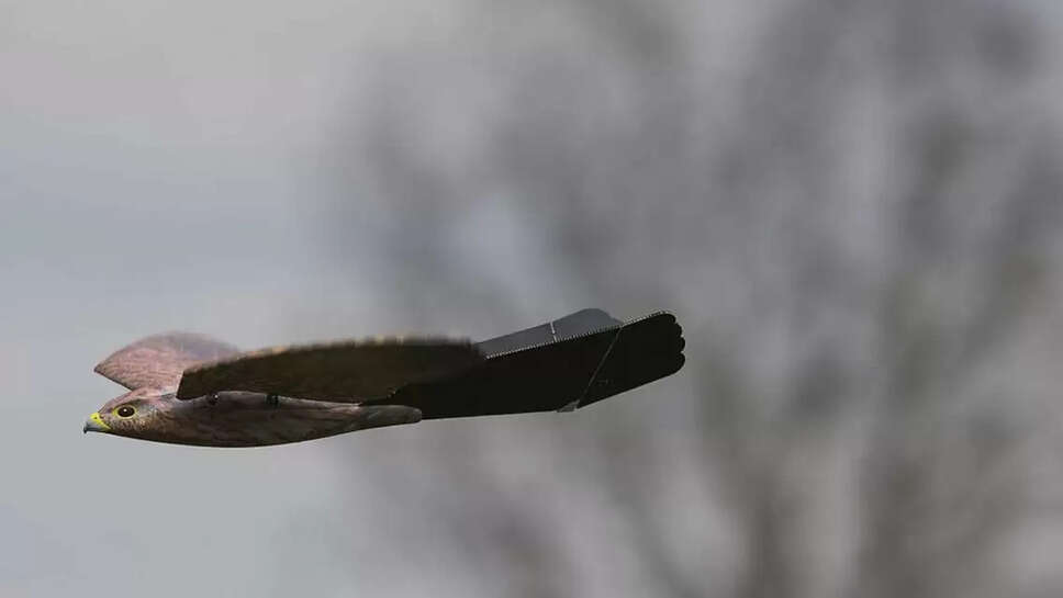 தண்டா் பூம்ஸ்