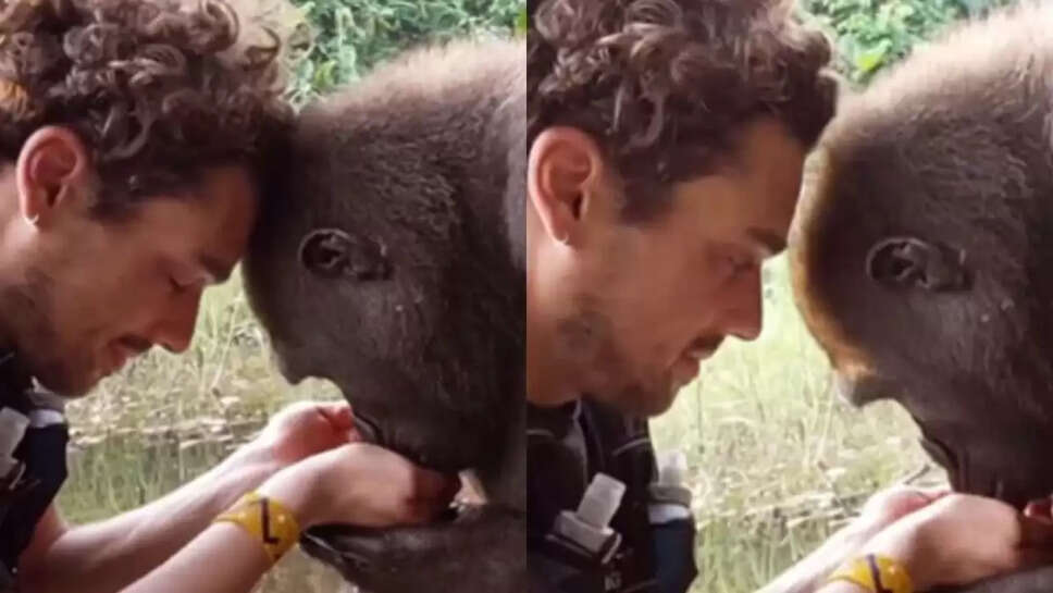 நெகிழ்ச்சி வீடியோ... கைகளால் தண்ணீரை கொடுக்கும் நபர்... அழகாக குடித்த கொரில்லா!&nbsp;