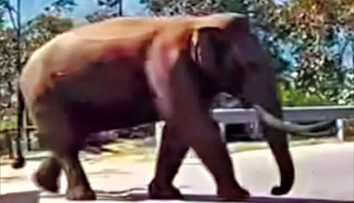 படையப்பா யானை