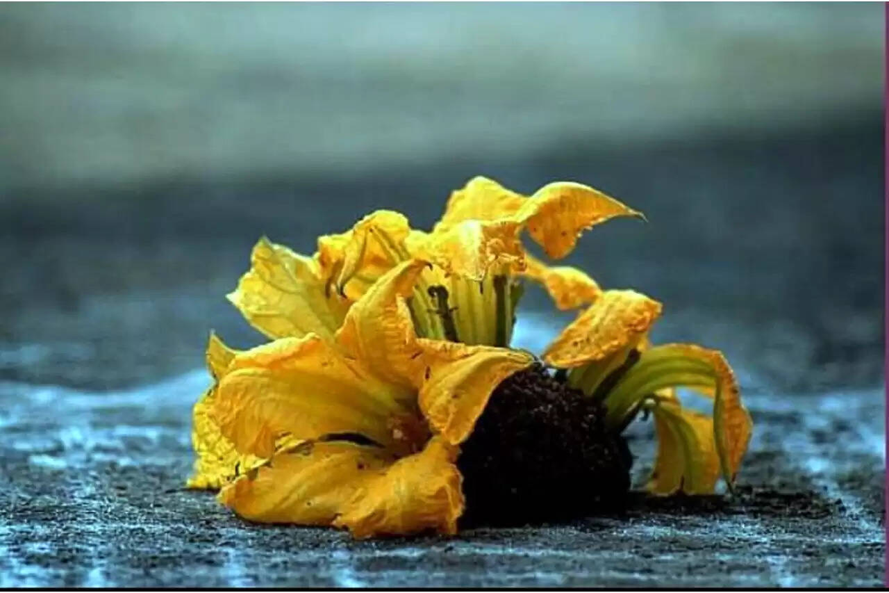 பூசணி பூ மார்கழி கோலம்