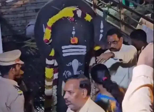 திருவண்ணாமலை ஹீராலால் அசாம் யானை