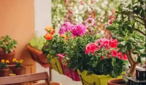வீட்டில் கஞ்சா