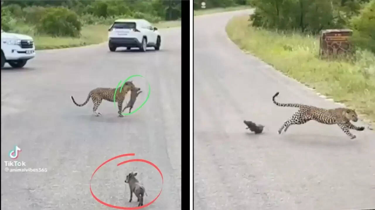 சிறுத்தை