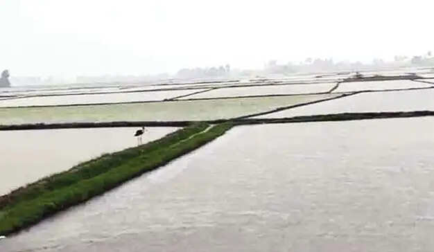 கனமழை... கதறும் விவசாயிகள்... 100 ஏக்கர் நெற்பயிர்கள் நீரில் மூழ்கின!