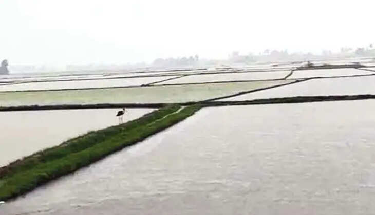 நெற்பயிர்கள்