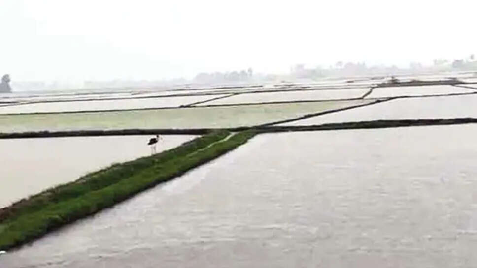 நெற்பயிர்கள்