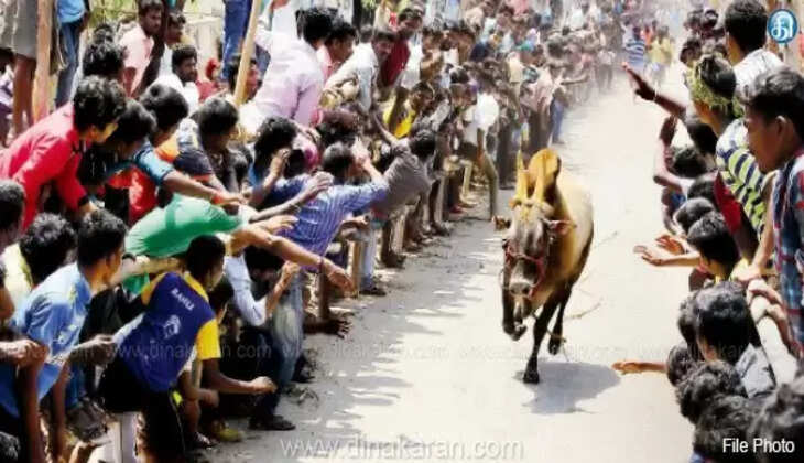 ஜல்லிக்கட்டு