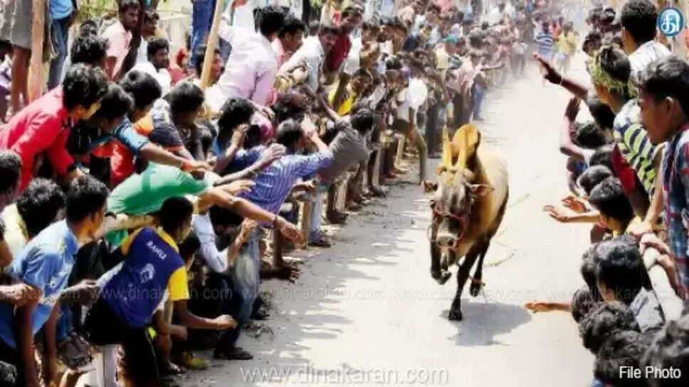 ஜல்லிக்கட்டு