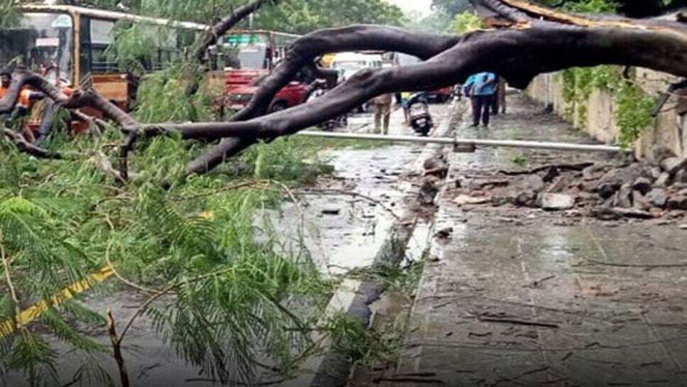 சாலை சாலையில் மரங்கங்கள் மரம் முறிவு மழை