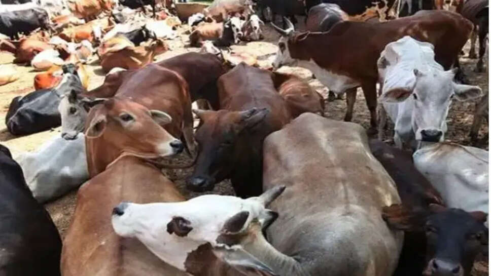 பசுவதை பசு மாடு