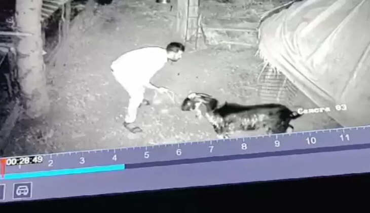 கோடீஸ்வரன் ஆடுகள்