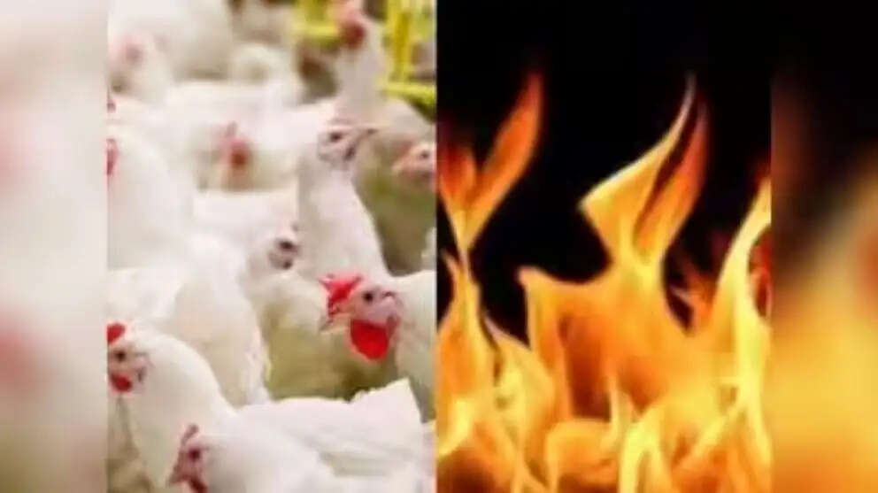 கோழிப்பண்ணையில் தீ கோழி பண்ணையில் தீ