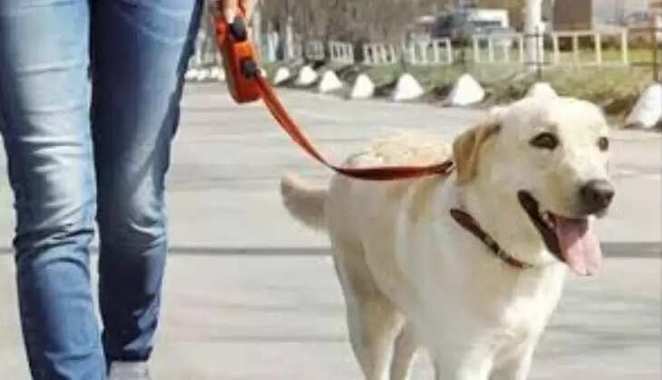 செல்லப் பிராணி வளர்ப்பு நாய் 