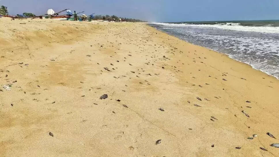 மீன்கள்