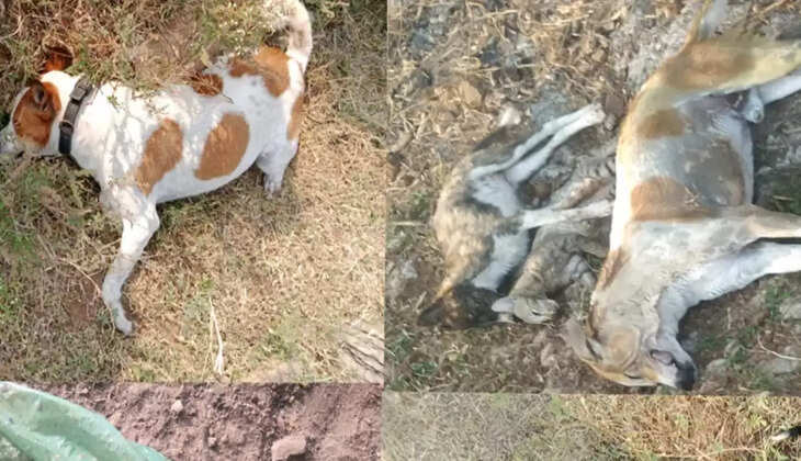 நாய்கள்