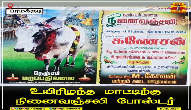 காளை மாடு
