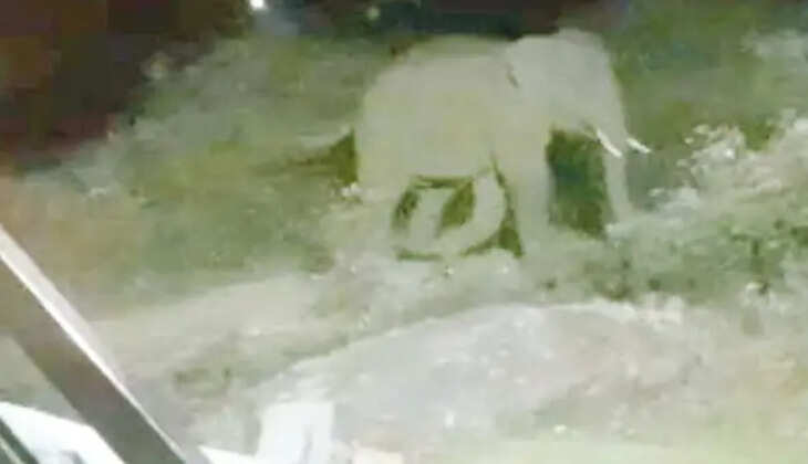 காட்டுயானை யானை ஊட்டி