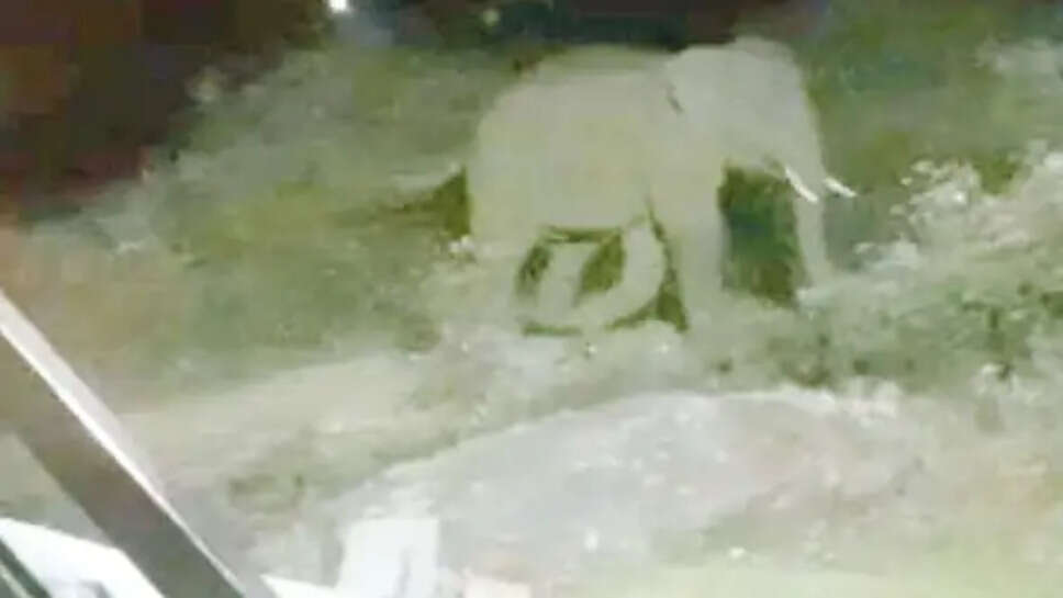 காட்டுயானை யானை ஊட்டி